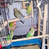 یک جفت طوطی برزیلی با ۴ عدد جوجه + تمامی وسایل