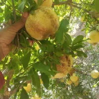 اجاره باغ انار شیرین