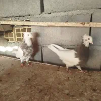 یک جفت طوقی برای فروش قیمت 3میلیون تومان