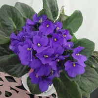 بنفشه آفریقایی
