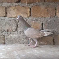 کبوتر|پرنده|محمدیه-قزوین, |دیوار