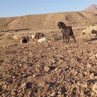 نربز پاکستانی