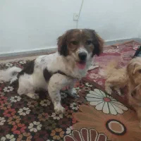واگذاری رایگان اشپیتزماده
