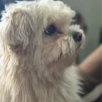 سگ خانگی|سگ|تهران, آسمان|دیوار