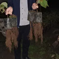 نهال کیوی تلخ|خدمات باغبانی و درختکاری|حویق, |دیوار