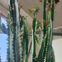 افوربیا قرمز|گل و گیاه طبیعی|رشت, کوی بیانی|دیوار