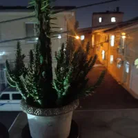 گل طبیعی|گل و گیاه طبیعی|رشت, حمیدیان|دیوار