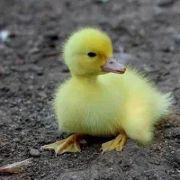 جوجه اردک و جوجه محلی