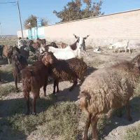 نربز شاخ گلابی اصل|حیوانات مزرعه|سبزوار, قصبه شرقی|دیوار