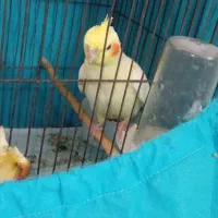 عروس هلندی لوتینوماده|پرنده|کهریزک, |دیوار