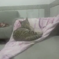 گربه اهلی کاملا خونگی|گربه|گنبد کاووس, |دیوار