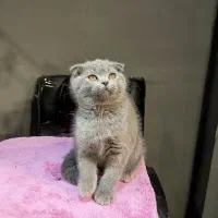 بچه گربه اسکاتیش ماده بلو|گربه|تهران, تهرانسر مرکزی|دیوار