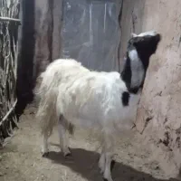 قربانی کردن بز|حیوانات مزرعه|بناب, |دیوار