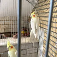 یک جفت عروس همراه قفس و وسایل|پرنده|قم, حنیف نژاد|دیوار