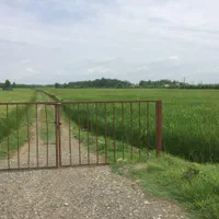 زمین / مزروعی / ۱۲ هکتاری / انزلی / براصلی جاده