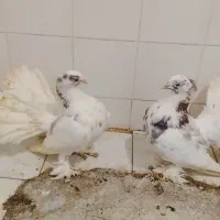 کبوتر دمچری