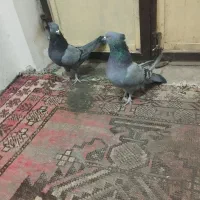 سبز بازی کن|پرنده|گنبکی, |دیوار