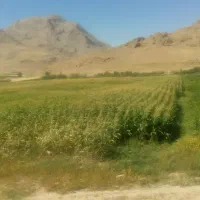 ذرت علوفه درجه یک