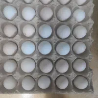 تخم مرغ نطفه دار گلین چهل تاج خال سوزنی وطوسی