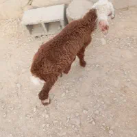 بره شیری|حیوانات مزرعه|کوه چنار, |دیوار