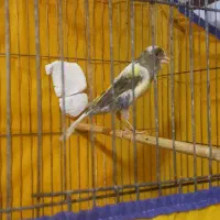 قناری نرو ماده|پرنده|همدان, |دیوار