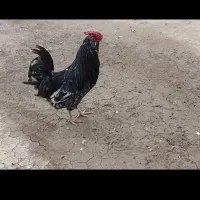 مرغ کپ با خروس گلین