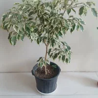 گل بنجامین ابلغ سرحال قد ۱متر