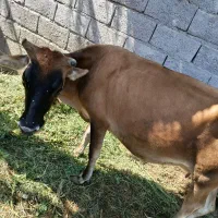 گاو زایده شیری و آبستن