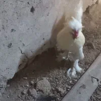 خروس سلطان