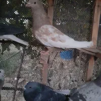 .شهری.سوسنی.سینه‌.ماده|پرنده|مرودشت, ثبت احوال|دیوار