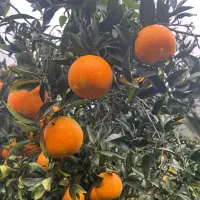 پرتقال تامسون