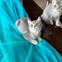 گربه های خاص