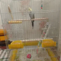 عروس هلندی نر سخنگو|پرنده|همدان, |دیوار