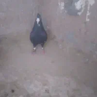 کبوتر پلنگ