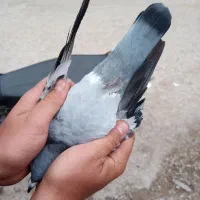 کفتر سرعتی پلاکی ماده|پرنده|گالیکش, |دیوار