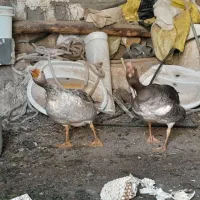 غاز|حیوانات مزرعه|جعفرآباد, |دیوار