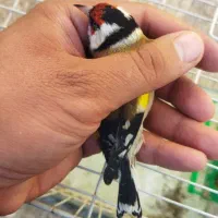 سهره چهارگل رسمی بروجرد