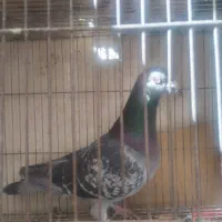 کبوتر،کفتر پلاکی نرمسافت بلند