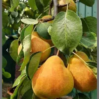 نهالستان صنوبر و گردو و بادامدر نهالستان زرینه|خدمات باغبانی و درختکاری|تاکستان, |دیوار