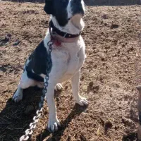 واگذاری سگ سرابی نر۱۱ماهه