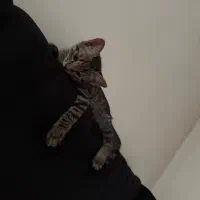 واگذاری بچه گربه دو ماهه