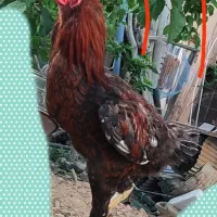 مرغ خروس لاری