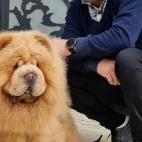 سگ گلدن و سگ چاوچاو
