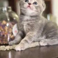 گربه اسکاتیش و بریتیش|گربه|مشهد, الهیه|دیوار