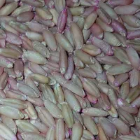 فروش گندم بذر|عمدهفروشی|دیواندره, |دیوار