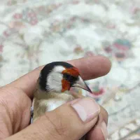 سهره چهار گل|پرنده|تهران, حر|دیوار