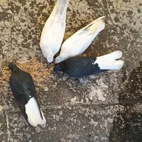 دو جفت کبوتر آس آس آماده برکت