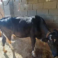 فروش گاو و گوساله|حیوانات مزرعه|پلدختر, |دیوار