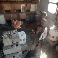 فروش مرغ تخم گذاررسمی|حیوانات مزرعه|صباشهر, |دیوار