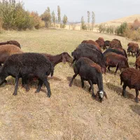 گوسفند بره دار|حیوانات مزرعه|تیکمه داش, |دیوار